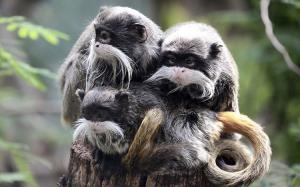 عکس/ میمون‌های تامارین در محوطه جنگل‌های استوایی 
