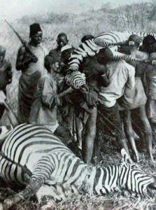 حمل گورخرهای شکار شده توسط برده ها و غلامان آفریقایی 