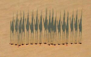 عکس هنرمندانه هوایی از شتران