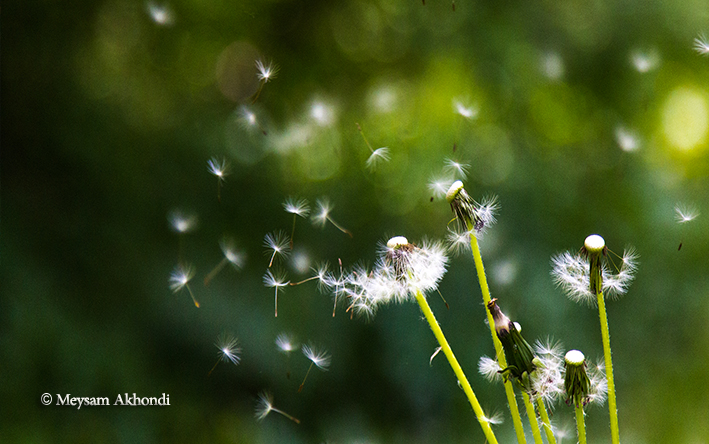 آخرین خبر | صوت/ شعر شنیدنی- قاصدک! هان، چه خبر آوردی؟