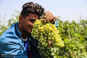 عکس/ برداشت انگور از تاکستان غزاویه کارون