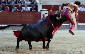 ضربه گاو نر به ماتادور در مادرید اسپانیا