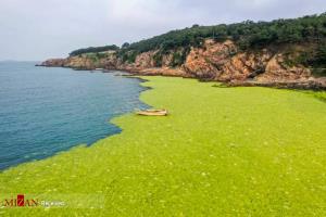 ساحل سبز چین