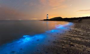 نور آبی پلانکتون‌ ها در ساحل