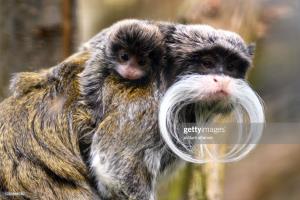 تصاویر جالب از تامارین؛ میمون در خطر انقراض 