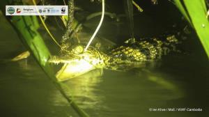 تصویری از تمساح سیامی در کامبوج 