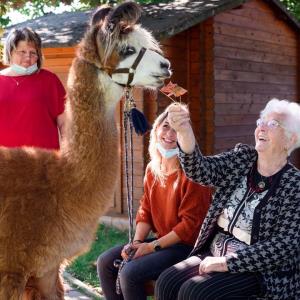 عیادت لاماها از خانه سالمندان در آلمان