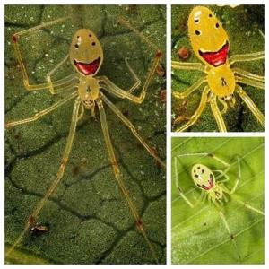 تصاویری جالب از عنکبوت خندان