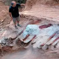 کشف یک اسکلت دایناسور در پرتغال