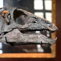 حراج یک فسیل 150 میلیون ساله دایناسور در پاریس