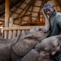 بچه فیل های یتیم در آغوش نگهبان حیات وحش در کنیا
