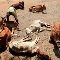 مرگ حیوانات در خشکسالی شدید کنیا