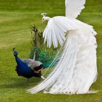تصویری زیبا از یک طاووس زال شگفت انگیز