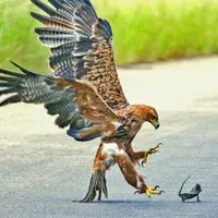 شکار آفتاب پرست توسط عقاب