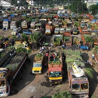 بازار عمده فروشی گیاهان زردچوبه و نیشکر در شهر «چنای» هند