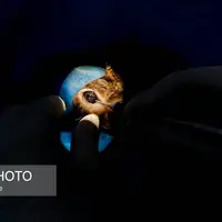 عکس/ عمل چشم سنجاب برای اولین بار در جهان توسط چشم پزشک ایرانی 