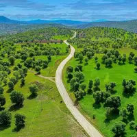 ‏تصویری زیبا از جنگل‌های تاژبان بانه در استان کردستان