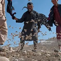 حمله ملخ‌ها به مزارع گندم در بلخ افغانستان