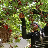 عکس/ برداشت میوه‌های تابستانی از باغات گلدشت اصفهان