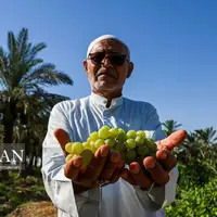 برداشت انگور در روستای غزاویه‎
