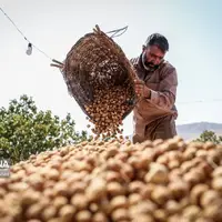 برداشت انجیر در استهبان