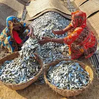 تصویری جالب از خشک کردن ماهی در بنگلادش