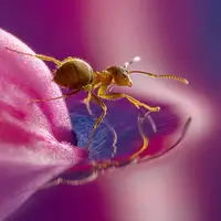 زیباترین لحظات ماکرو ثبت شده توسط حشرات