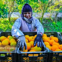 عکس/ برداشت پرتقال در باغات گلستان