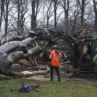 از جا کنده شدن درختان در اثر توفان سهمگین اخیر در ایرلند
