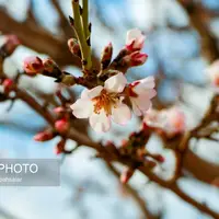شکوفه های زودرس بهاری در ساوه
