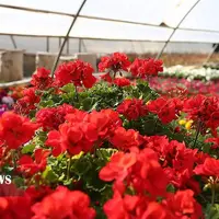 عکس/ مراکز پرورش گل و گیاه در اصفهان