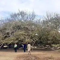 دومین درخت کهنسال در کوپانسر چابهار ثبت ملی شد