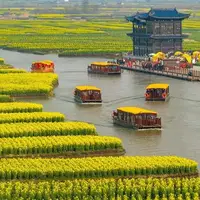 حرکت قایق هایی مملو از گردشگران برای تماشای مزارع کلزا در جیانگسو چین