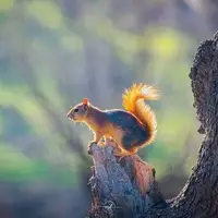  سنجاب ایرانی در جنگل‌های بلوط زاگرس