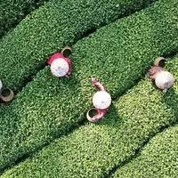 برداشت برگ سبز چای در هانگژو چین