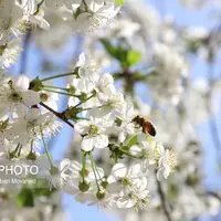 عکس/ شکوفه‌های بهاری در دل طبیعت گردشگری جاده اهر به مشگین‌شهر 