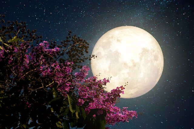 تماشای ماه صورتی آوریل را از دست ندهید