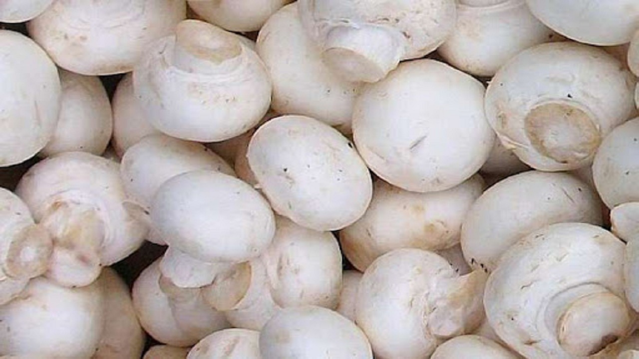 تولید سالانه بیش از یک هزار تن قارچ دکمه‌ای در بستان‌آباد