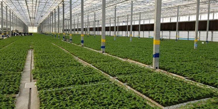 افزایش 51 درصدی تولیدات گلخانه‌های خراسان جنوبی