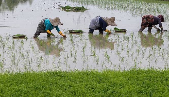 بیش از 1200 تن بذر اصلاح‌شده برنج در گیلان توزیع شد
