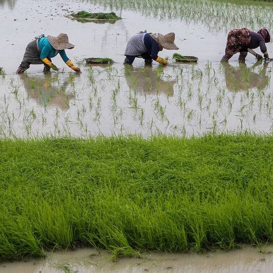 بیش از یک هزار و 200 تن بذر اصلاح شده برنج در گیلان توزیع شد