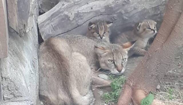 زنده‌گیری دو قلاده گربه جنگلی در مرودشت