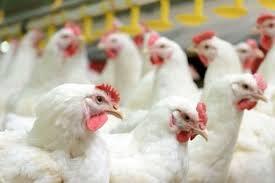 کشف 1300 کیلوگرم مرغ زنده قاچاق در ثلاث باباجانی