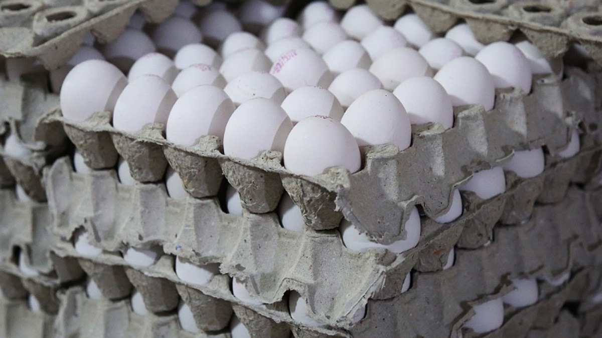 قیمت تخم‌مرغ در سراشیبی افتاد؟