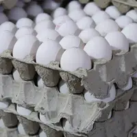 قیمت تخم‌مرغ در سراشیبی افتاد؟