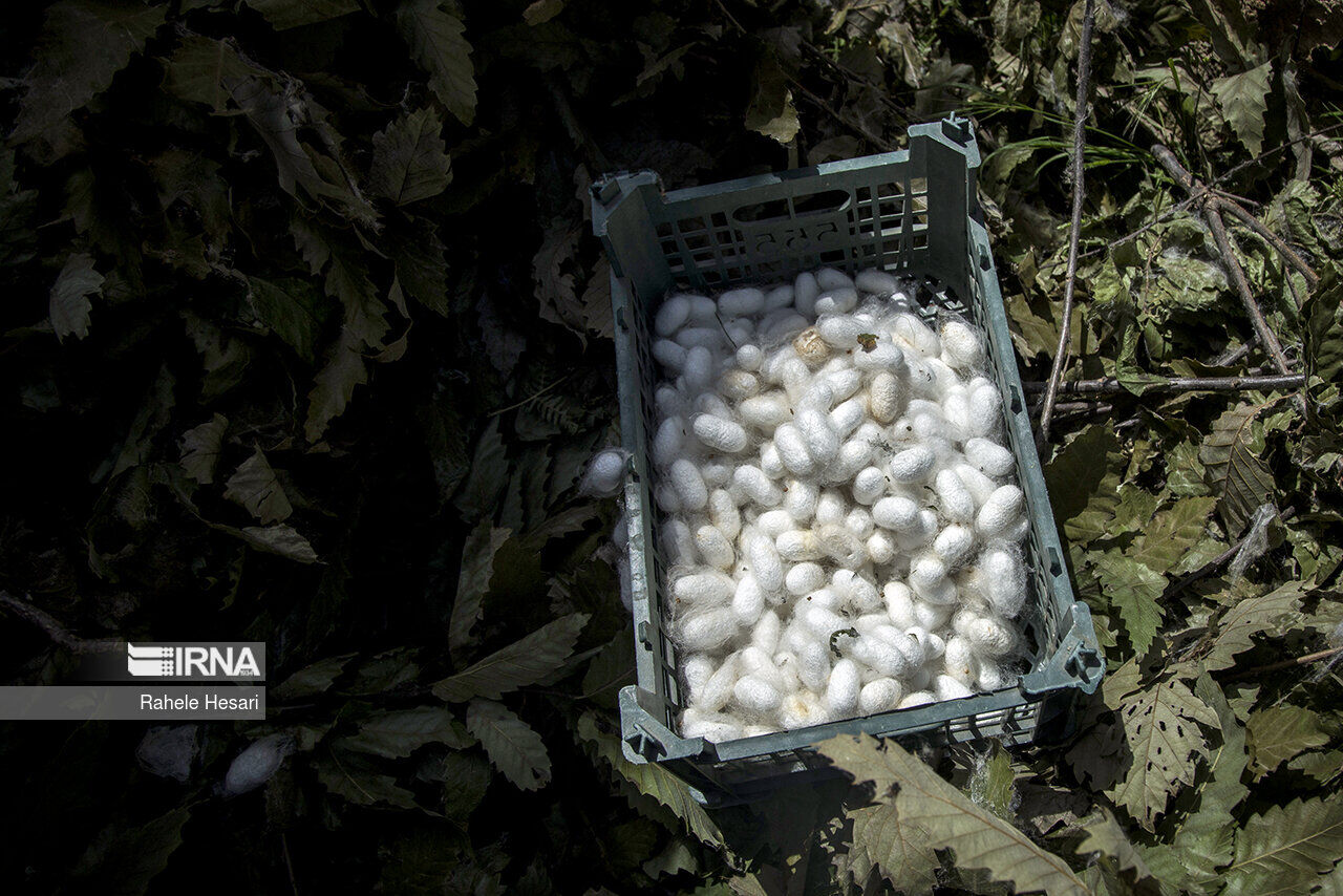 توزیع 15 هزار جعبه تخم نوغان بهاره در گیلان آغاز شد
