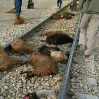 تلف‌شدن ۵۷ رأس گوسفند در برخورد با قطار در آبیک