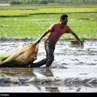 عکس/ نشاء برنج در گیلان