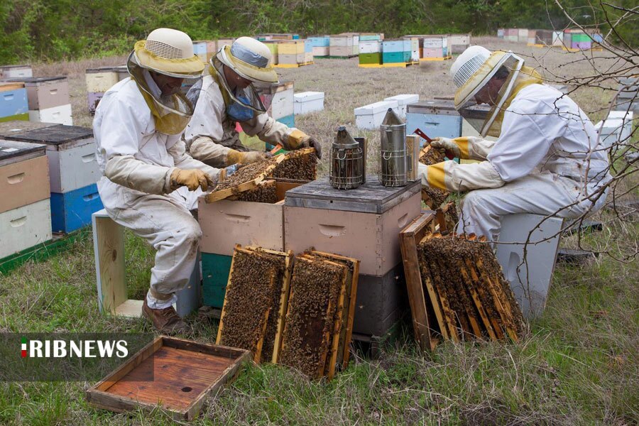 اشتغال بیش از 6 هزار نفر در صنعت زنبورداری استان اردبیل