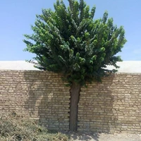 زنده نگه داشتن یک درخت در میان دیوار 